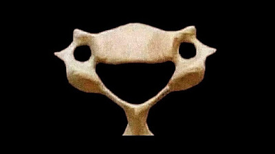 우리 몸에서 가장 귀여운 뼈, C6번 경추