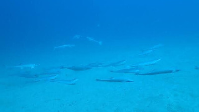 Q) 물고기도 살이 찌나요？