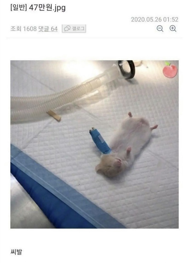햄스터 수술비 47만원